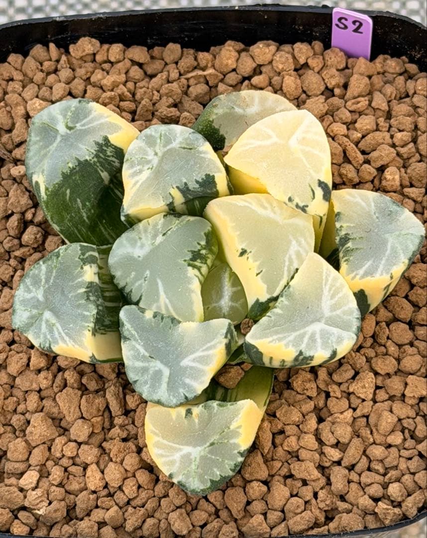 ハオルチア　万象錦　覇王　極上斑 Yahoo!オークション - 多肉植物 ハオルチア 万華鏡錦 極上斑 赤斑