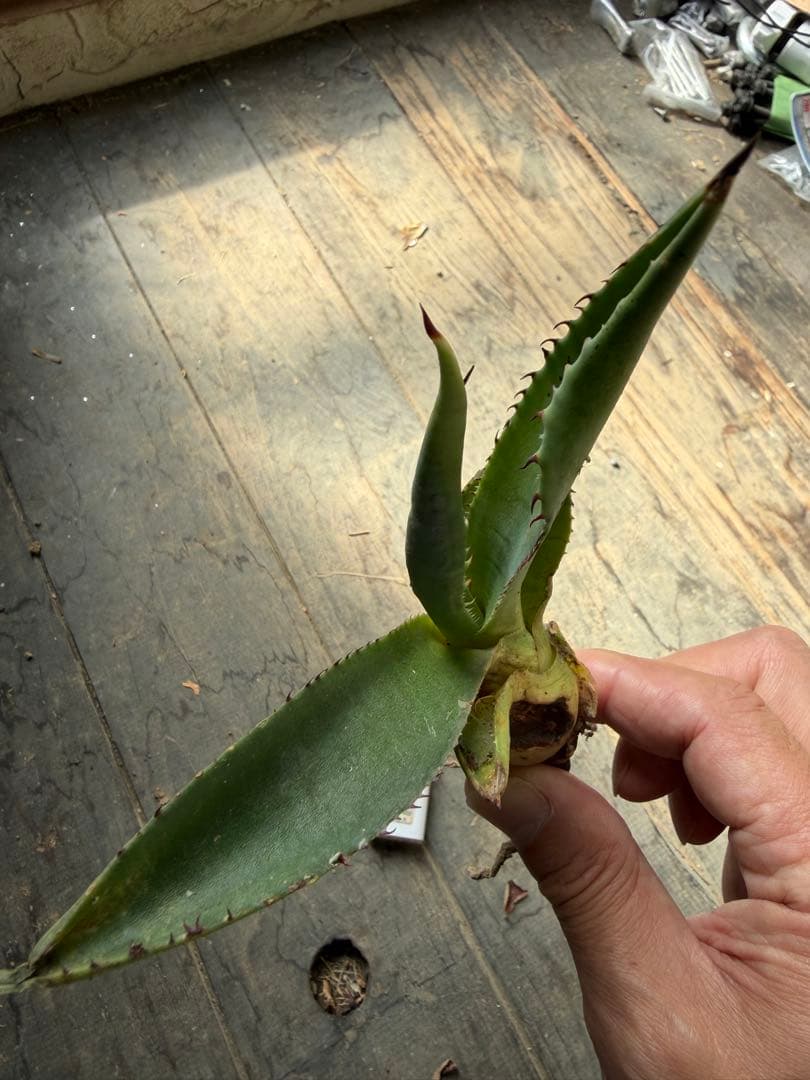 耐寒性アガベ フェロックス◇多肉サボテン南国リゾート島ドライ