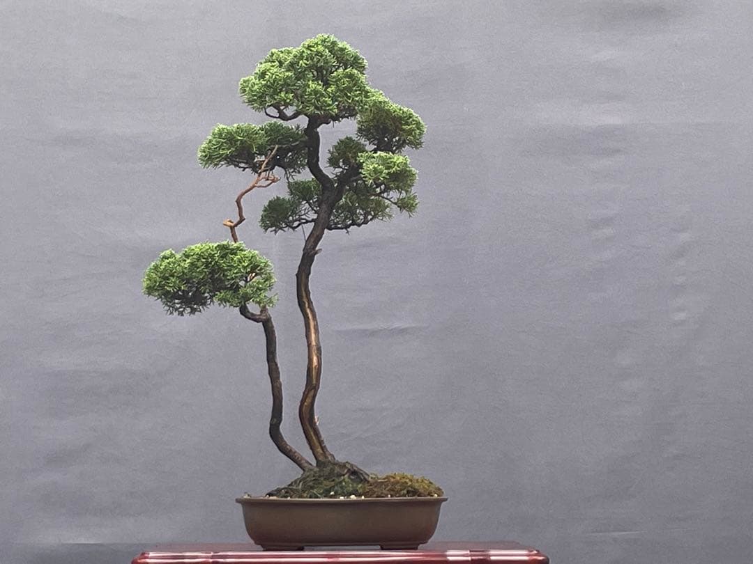 三河盆栽　紀州真柏　盆栽 紀州真柏飛龍の盆栽を販売｜盆栽妙 – 盆栽妙 本店