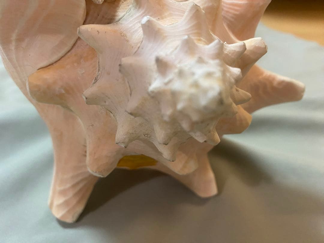 コンク貝 ピンク貝 オブジェ 法螺貝 貝殻 ほら貝 ピンク - メルカリ