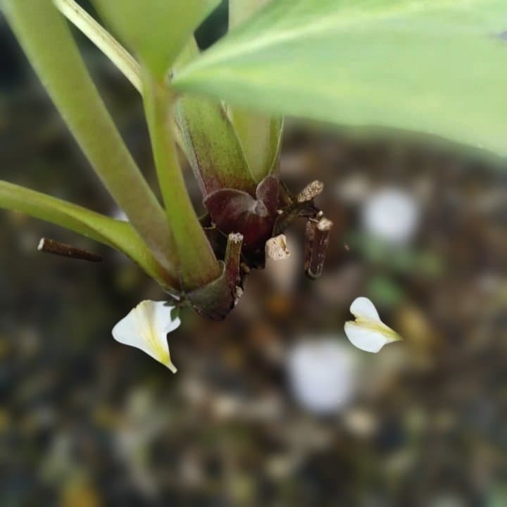 野田園芸。クリスマスローズ。ダブル。開花株。No50 - メルカリ