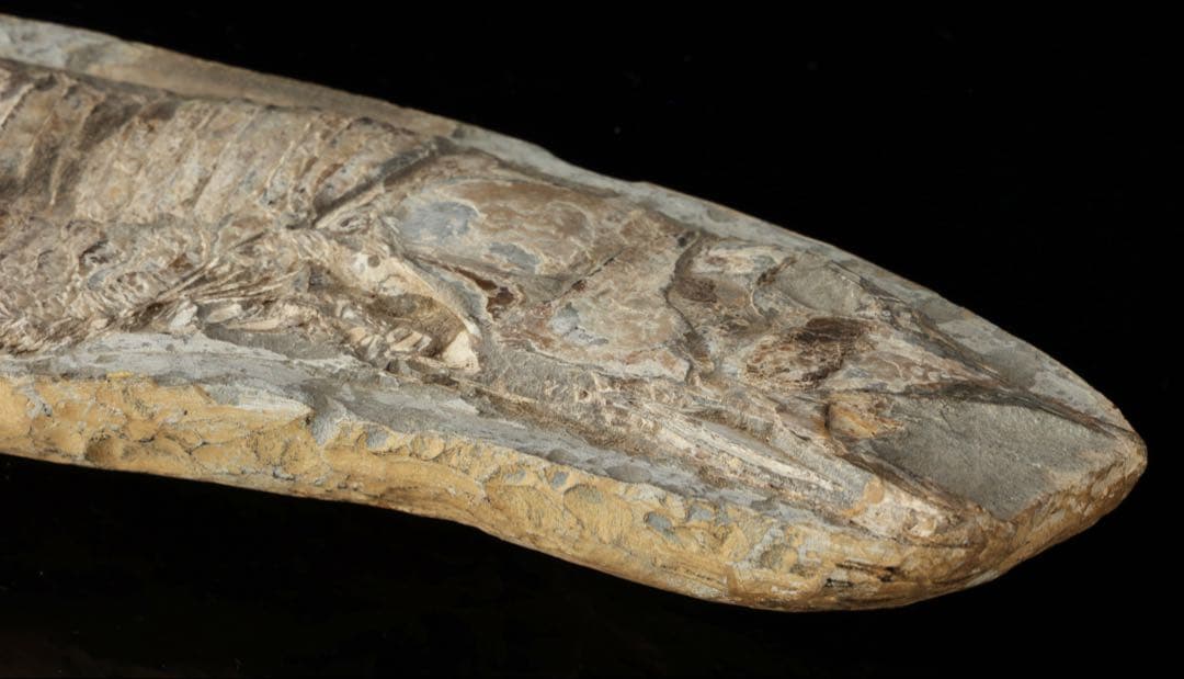 白亜紀前期 サンタナ層産 古代魚化石 魚類化石 クラドキクルス 骨格