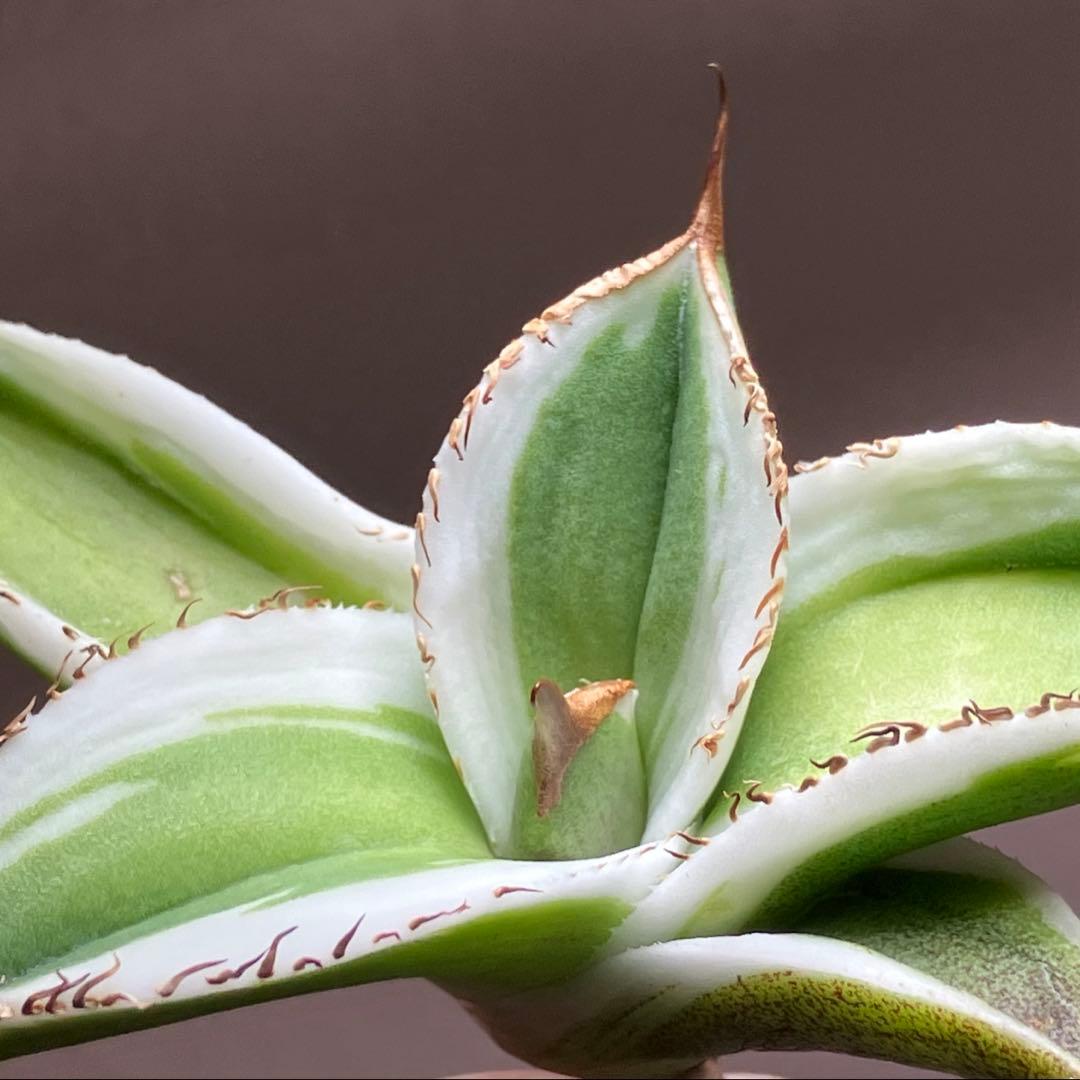 初出品【匿名配送】激レア　サイズ大　美株　強棘　アガベ　鰐亀　覆輪斑　TC