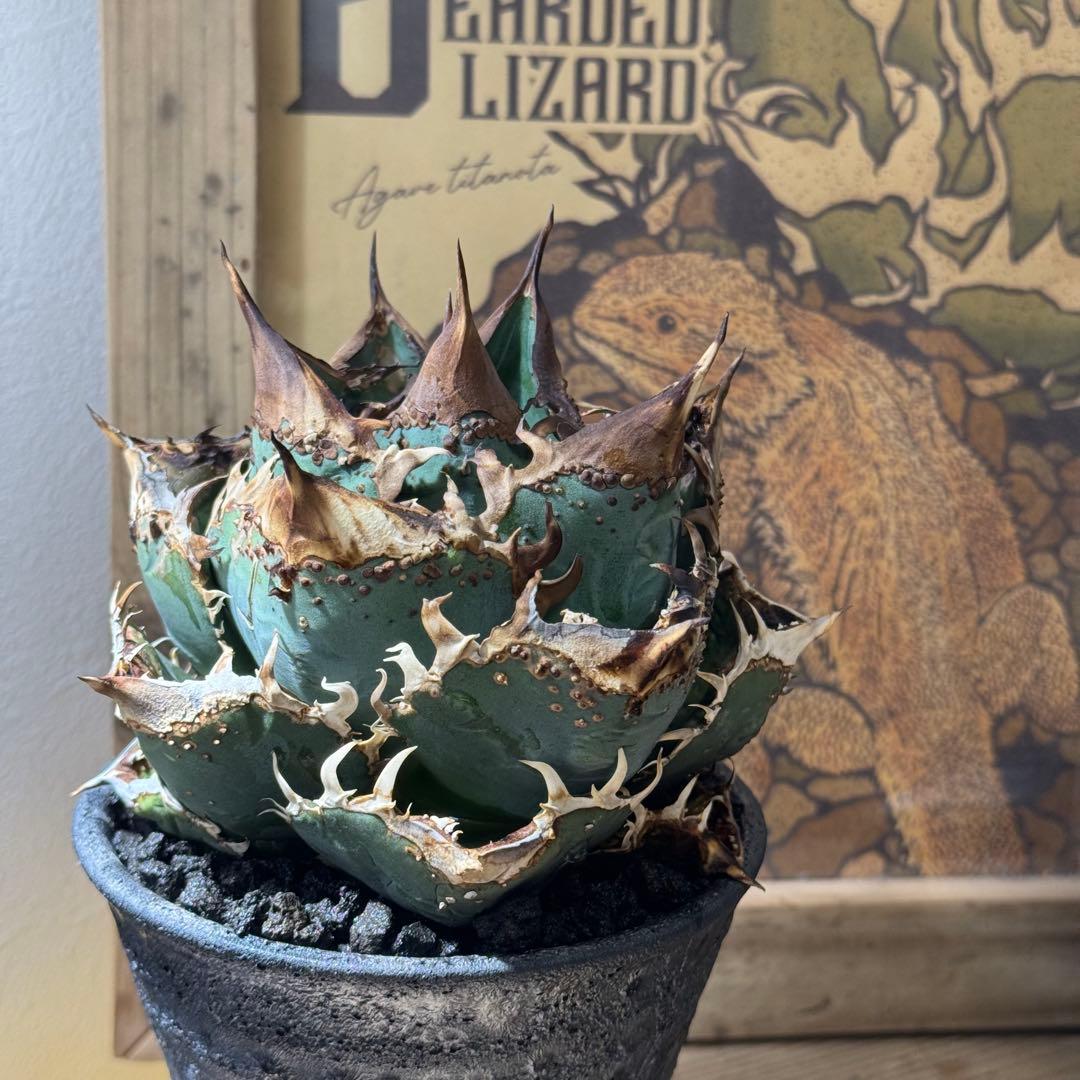 m_gear　発根管理込み　オテロイ　冰雹　ヒョウ　看板株　大きめ　青い 巨人の名とインパクトある鹿が目を引く！オリオンクーラーボックス