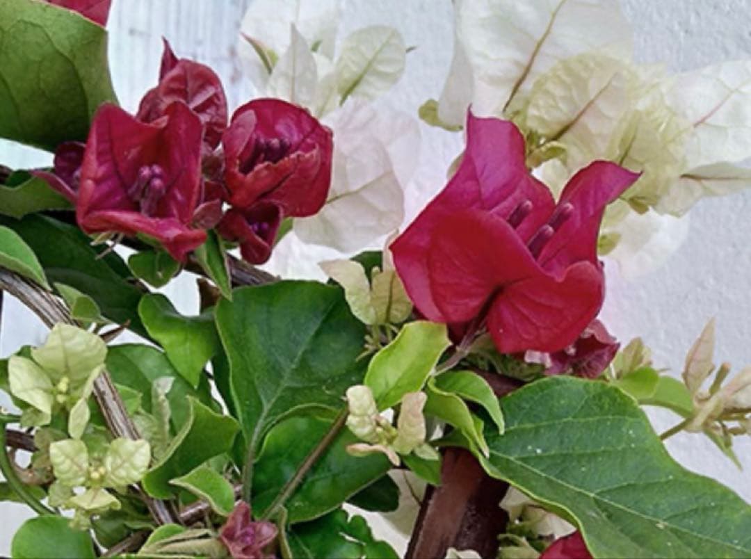 ブーゲンビリア苗 超希少品種 大輪大型 ダークピンク 大きめ - メルカリ