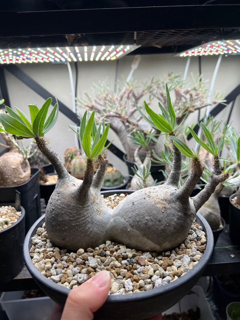 パキポディウム・グラキリス　二頭　現地球　発根 発根済】【現地球】パキポディウム グラキリス | BRIDGE GARDEN