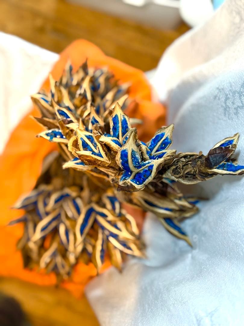 107 旅人の木 期間限定割引 逸品 今季宮古島産10房 - メルカリ