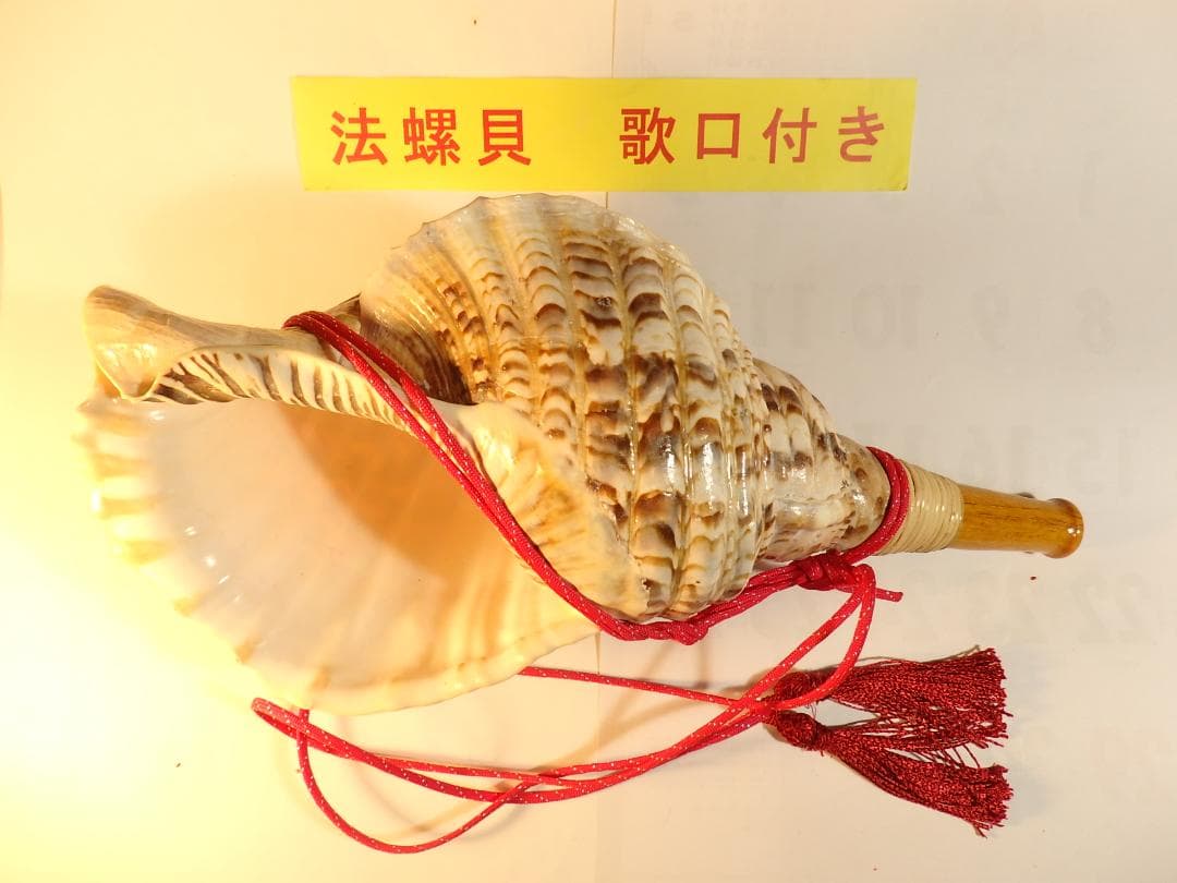 法螺貝 約41.5㎝ 木製歌口,赤紐付　新品　 MH-449 Amazon.co.jp: 伊勢 - 宮忠 - 法螺貝 ほら貝 楽器 笛 歌口付き 真言宗