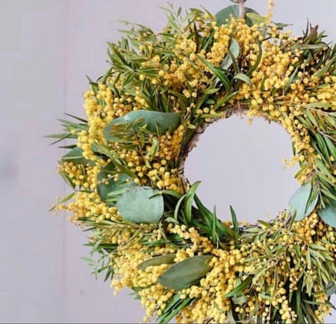 アカシア フィンブリアータ テレサ ①苗 ミモザ 苗木 ブリスベーン