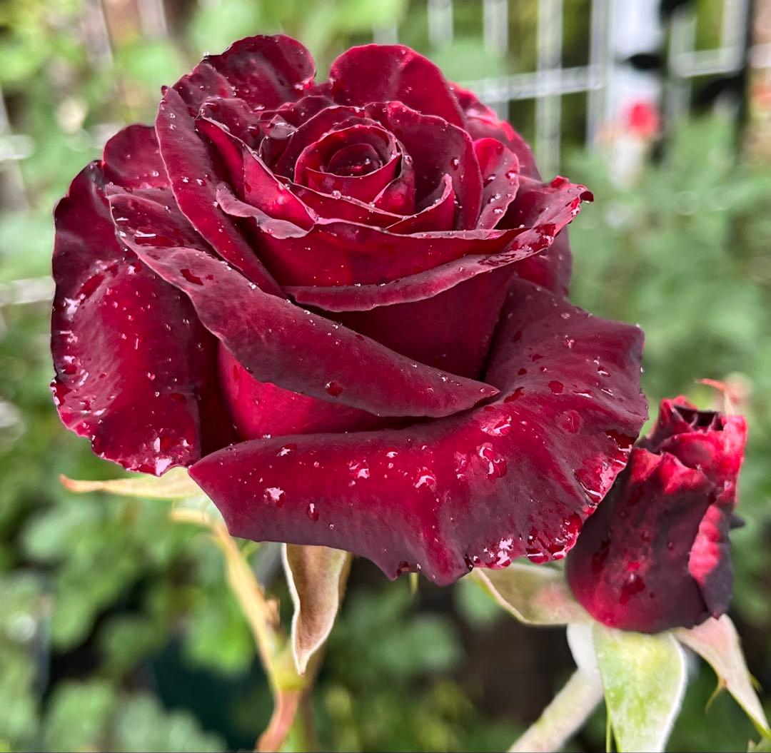 レア 人気 切花品種 四季咲 黒赤 バラ苗 - メルカリ