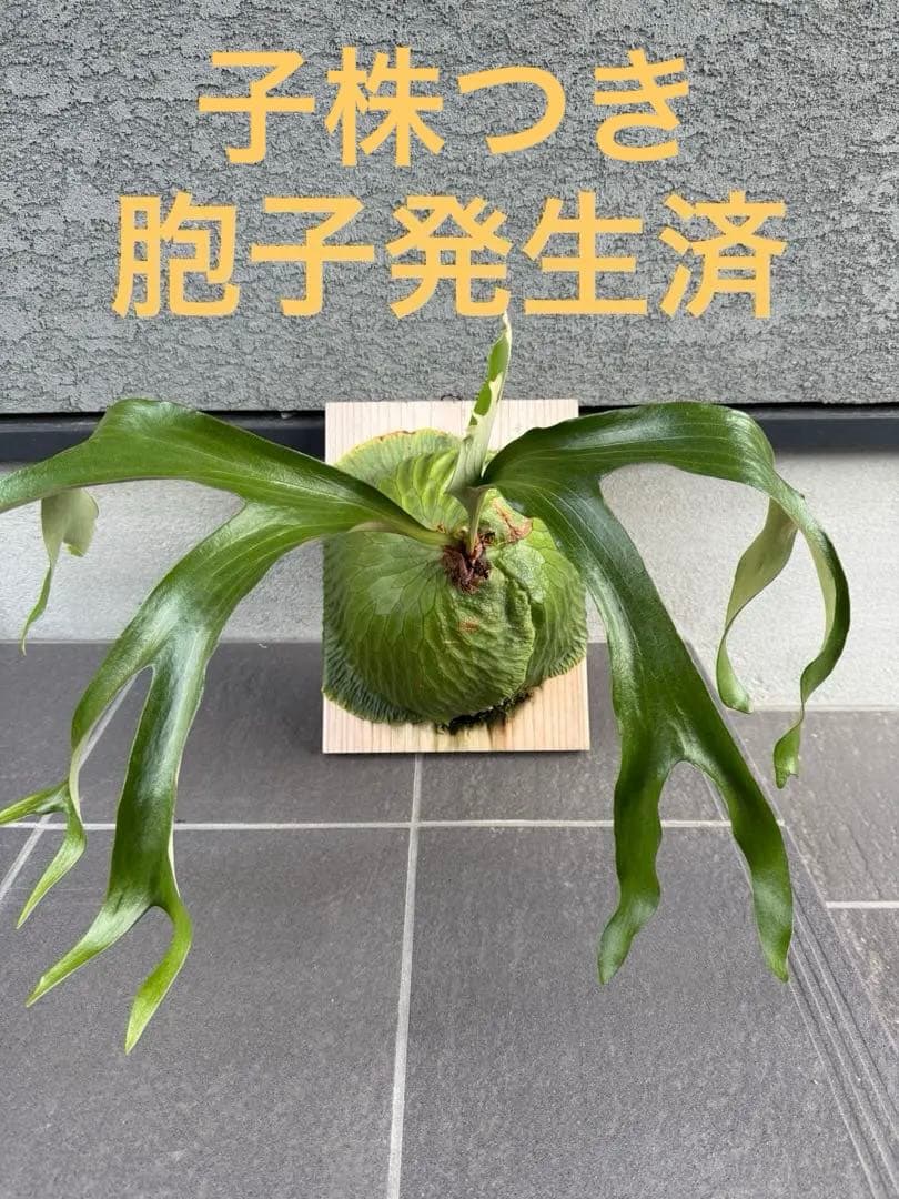 P. Horne's Surprise 超大株 成熟株