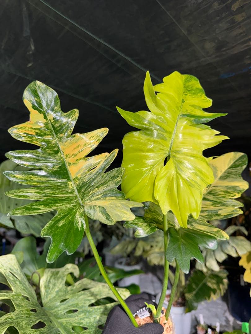 KN3 フィロデンドロン　キティナ　健康株 フィロデンドロン 'キティナ' （フロリダビューティー×マヨイ