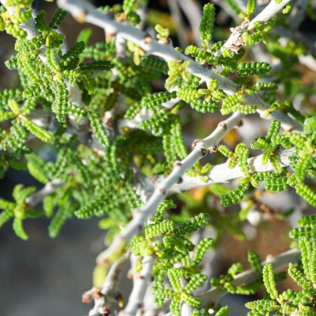 種子2粒 コミフォラ プラニフロンス Commipha planifrons - メルカリ