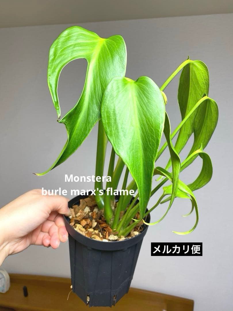 棚整理セール‼️】モンステラ バールマルクス 希少 レア 人気