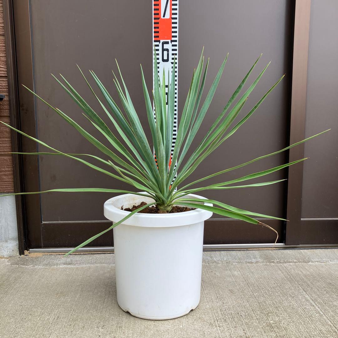 【超希少種】ユッカ・デグリナータ　#25098