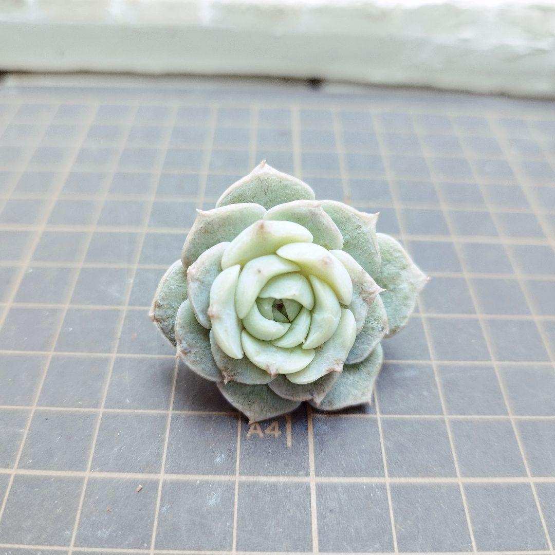 ミステリー◎多肉植物 カット苗 輸入苗 エケベリア等 - メルカリ