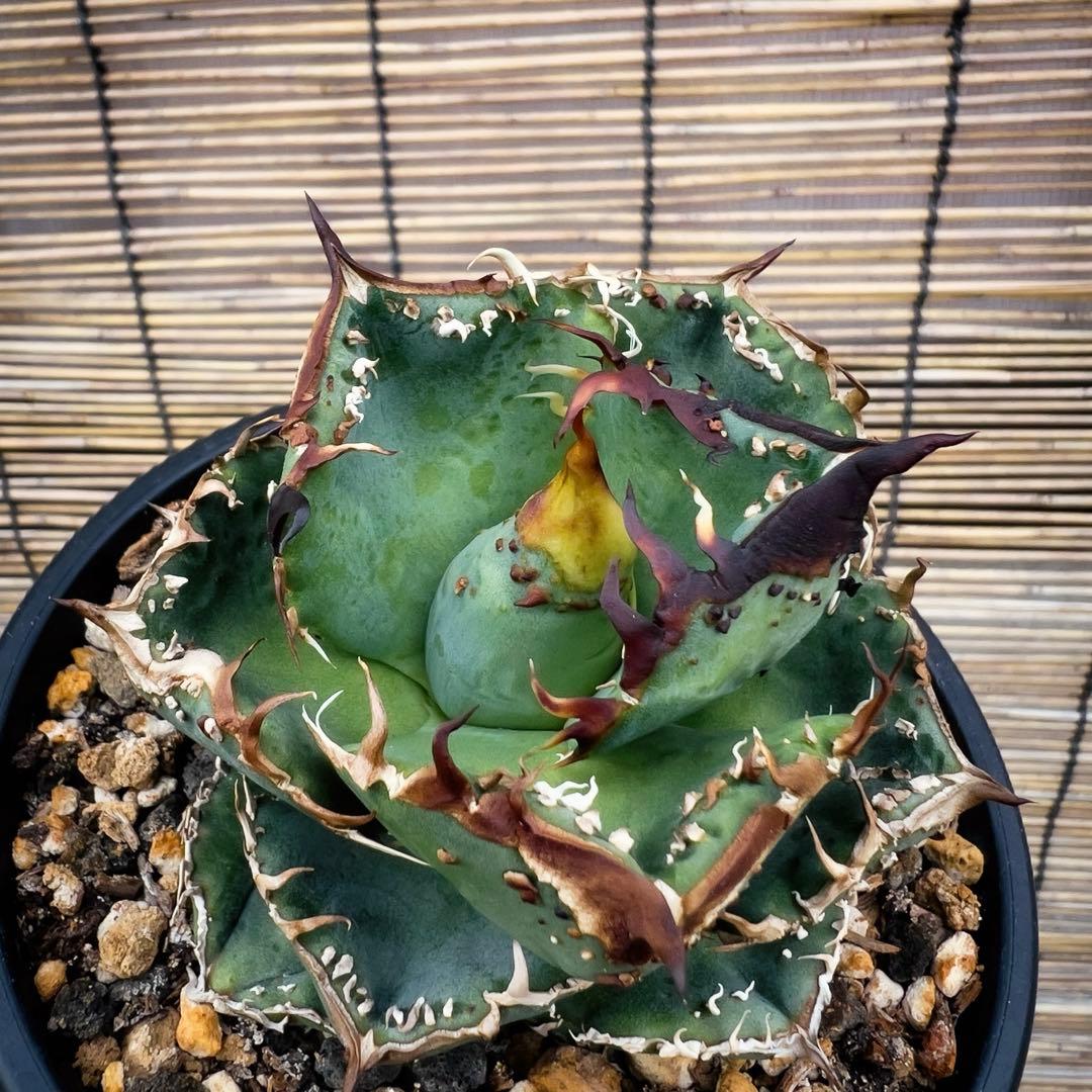 台湾産　アガベ　ブツブツ　麻花　中株 アガベ チタノタ 