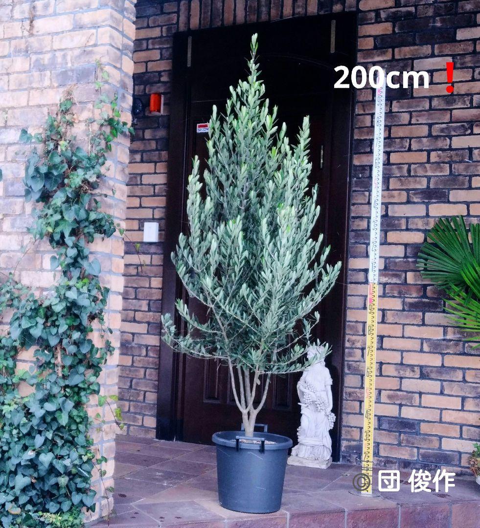 オリーブの木 シプレッシーノ 200cm❗ 大型12号 綺麗な葉色 植え替え済 オリーブ シプレッシーノ が、いいですね。 緑の葉が きれいです