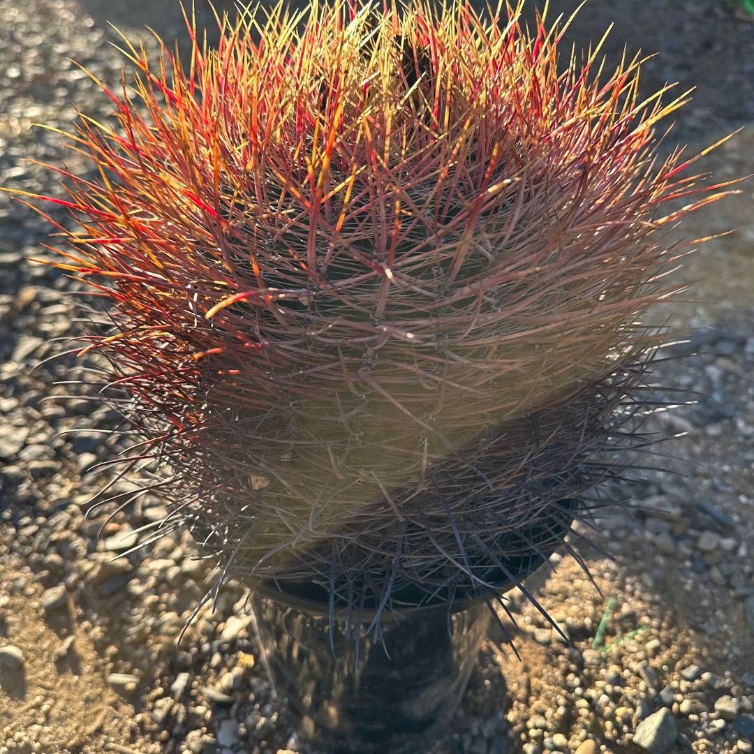 Wasabby様 リクエスト 2点 まとめ商品 なな様 リクエスト 2点 まとめ商品 - メルカリ