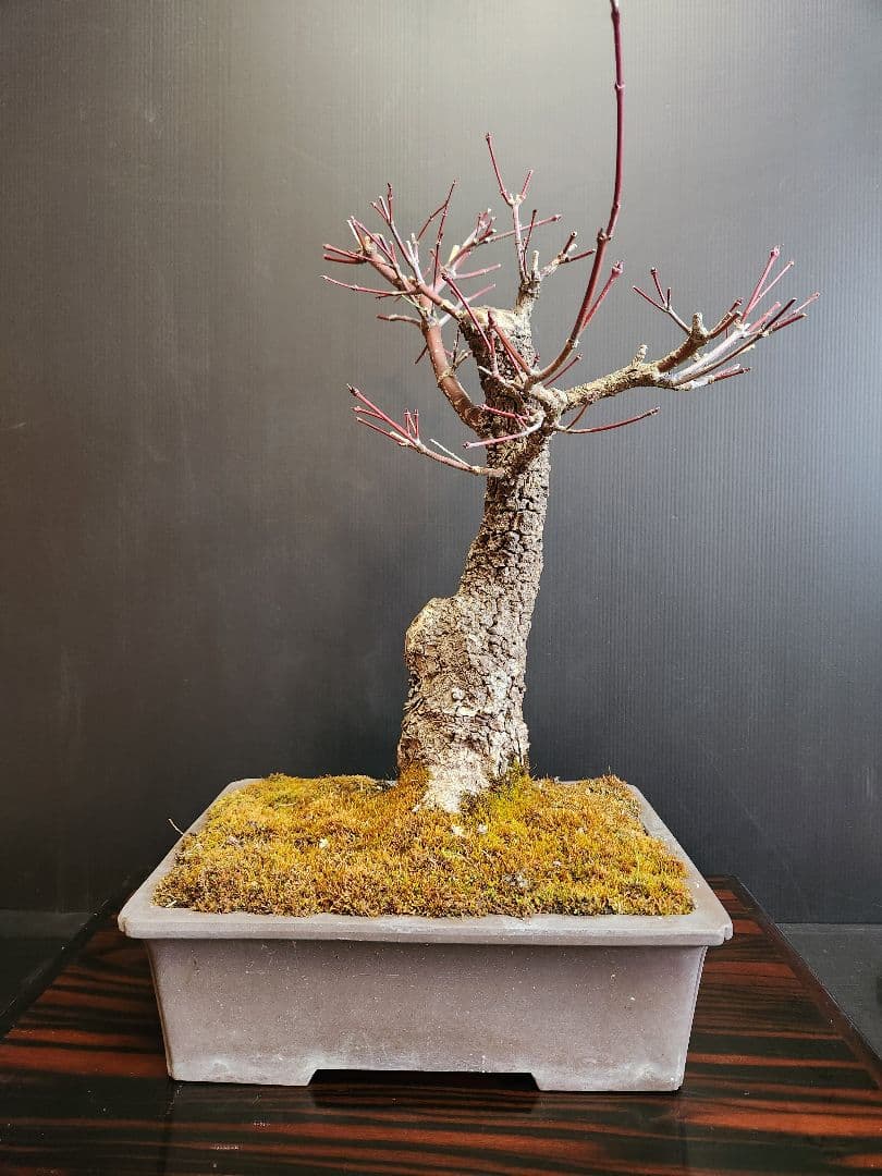 荒皮紅葉 荒皮もみじ 荒皮紅葉盆栽 もみじ盆栽 楓 カエデ 荒皮もみじ A3034☆アラカワモミジ 葉物 小品盆栽☆「送料無料」浦部陽向園