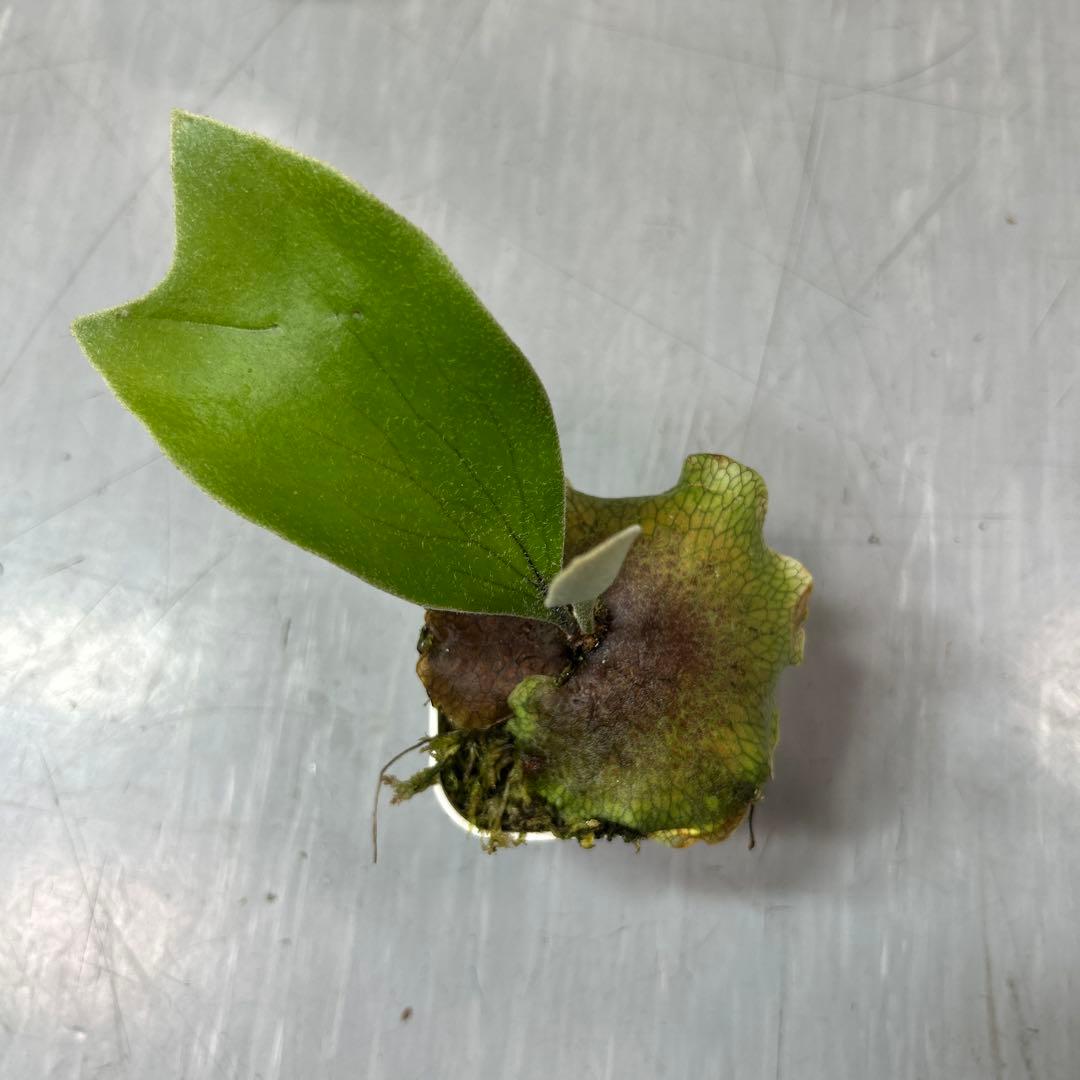 HAS.AR spore ビカクシダ ③ ▶️#asurada #nookdwarfspore 巷で大注目のGrace と 同じくNook dwarf