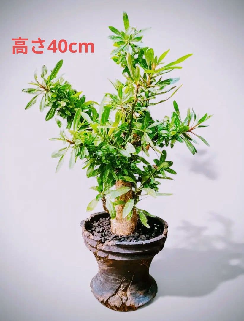 大株【国内実生株】フォークイエリア・プルプシー ytyf 鉢 フォークイエリア・プルプシー | trigger