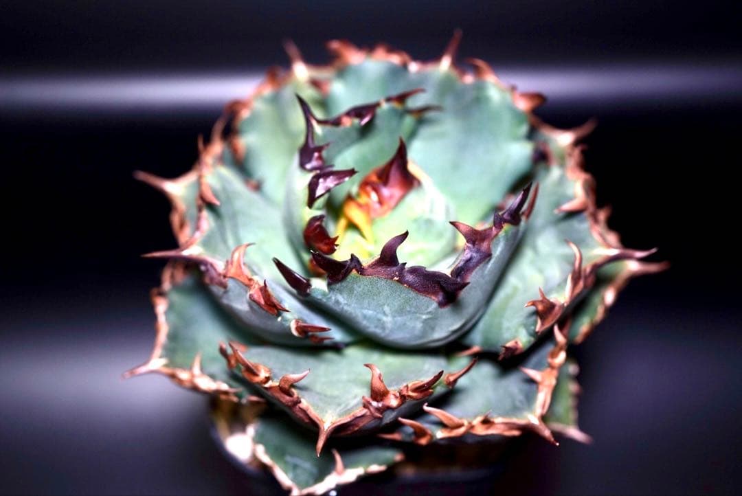 アガベ　チタノタ　プテラノドン　'翼竜' アガベ チタノタ 翼竜 プテラノドン Agave titanota Pteranodon