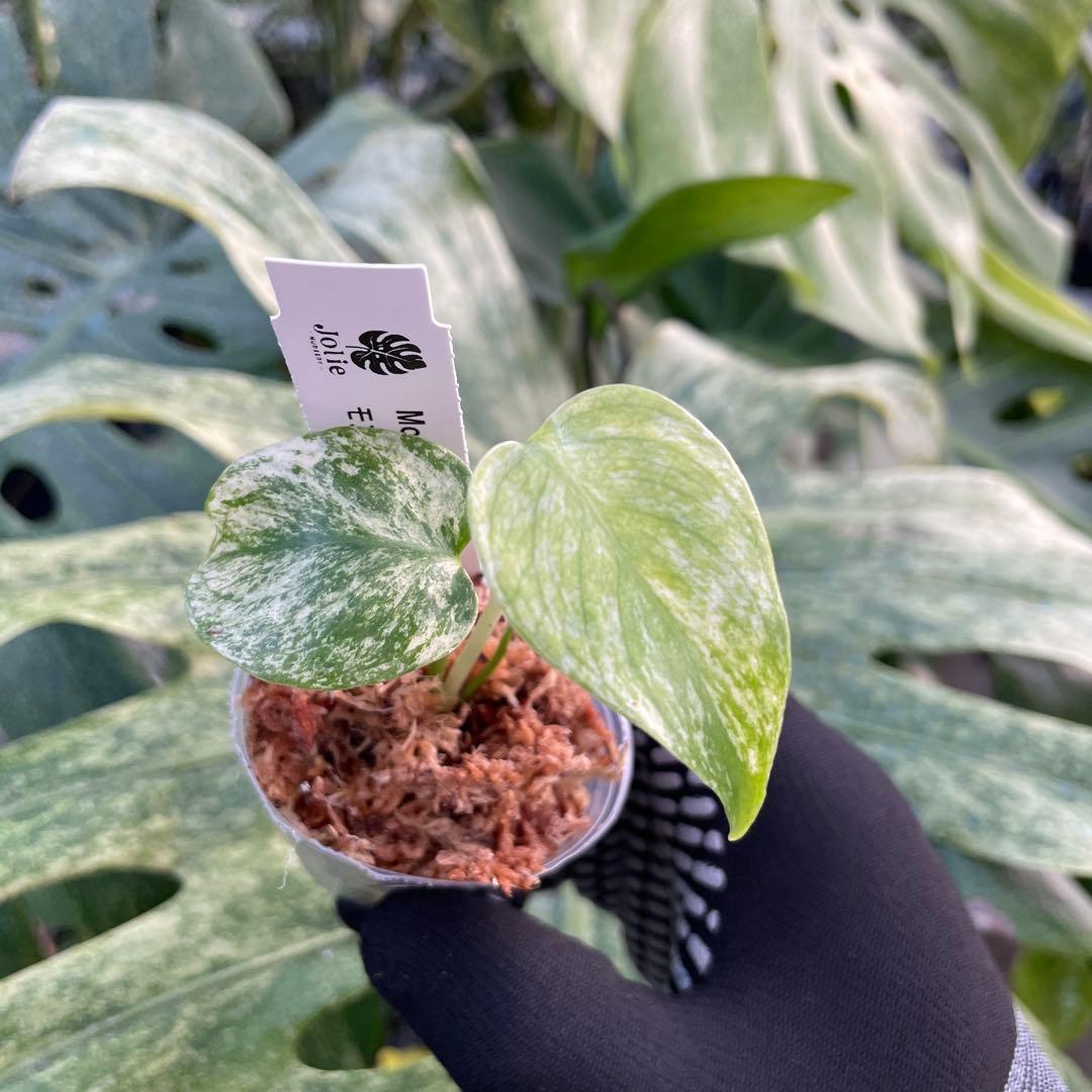 DM6モンステラ デリシオーサ ミント斑入り 2寸ポリポット ネコポス発送