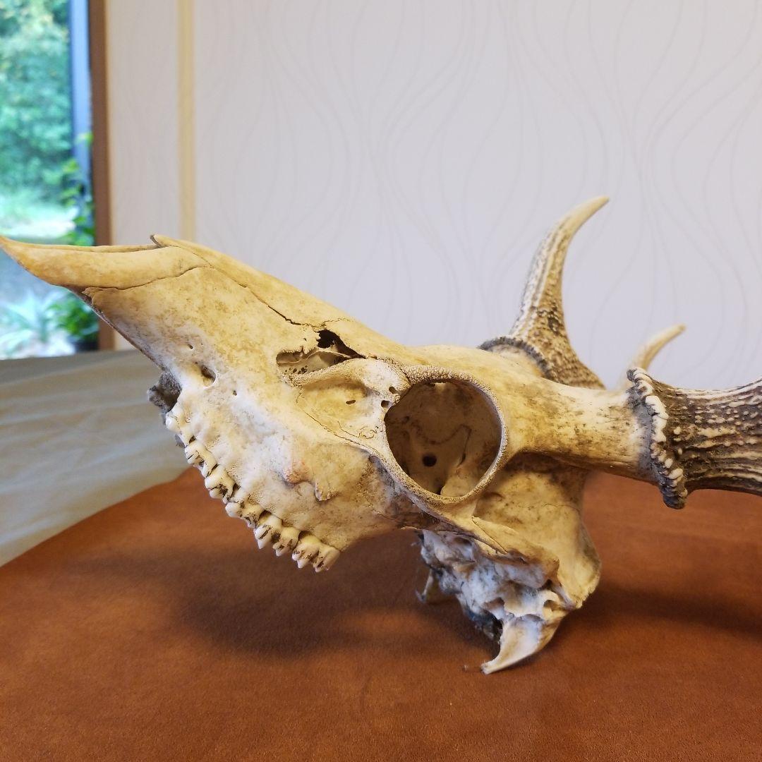 北海道 蝦夷鹿 大きいエゾシカ 角 頭骨 稀少！ - メルカリ