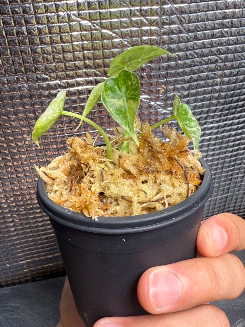 K1 フィロデンドロン キティナ 健康カット苗