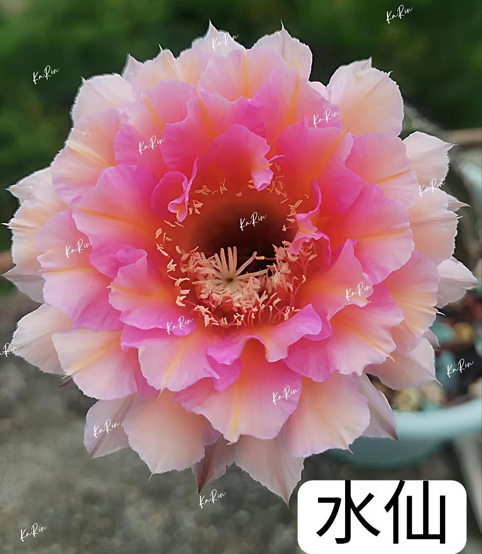 56-水仙 花サボテン エキノプシス属 八重咲き 群開大輪咲き 花10-12cm