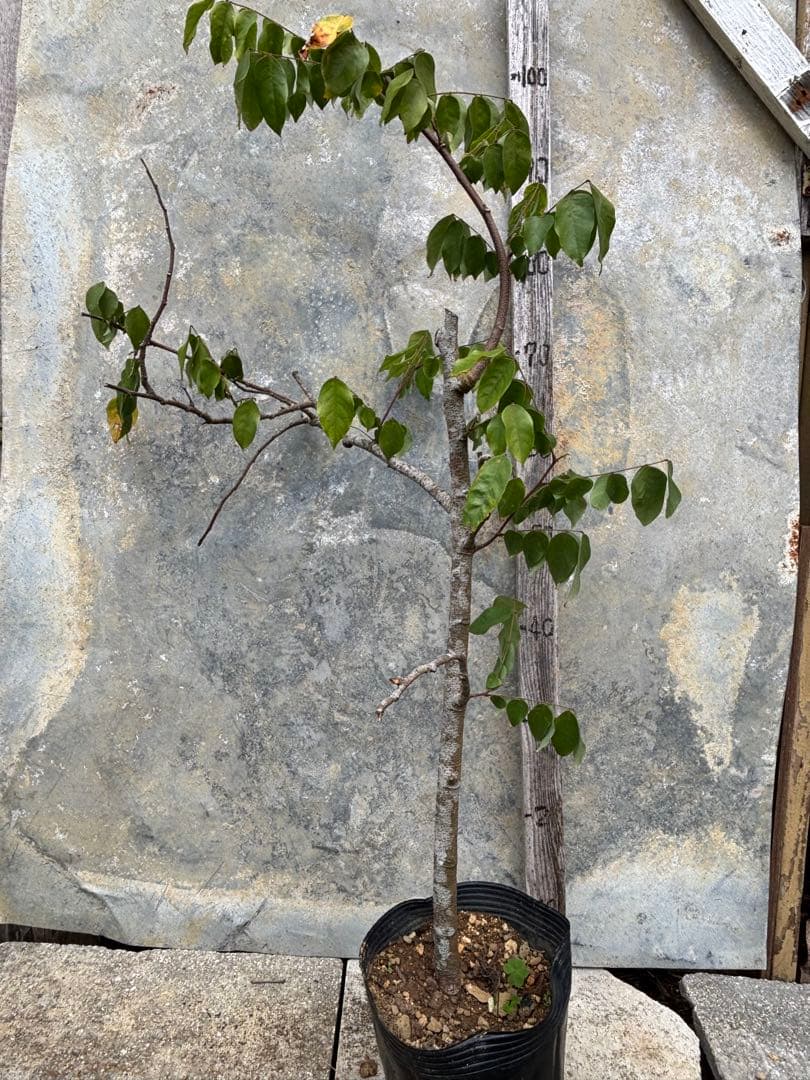 スターフルーツ　取り木苗木　1株 楽天市場】【マラソン☆ポイント5倍】スターフルーツの苗 果樹の苗木