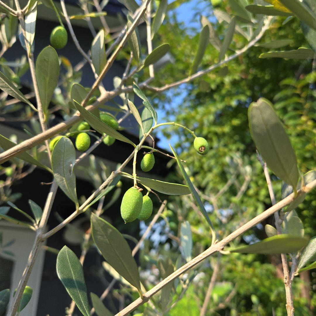 とり様専用オリーブの木 【ルッカ】15号 特大苗木最高等級 - メルカリ