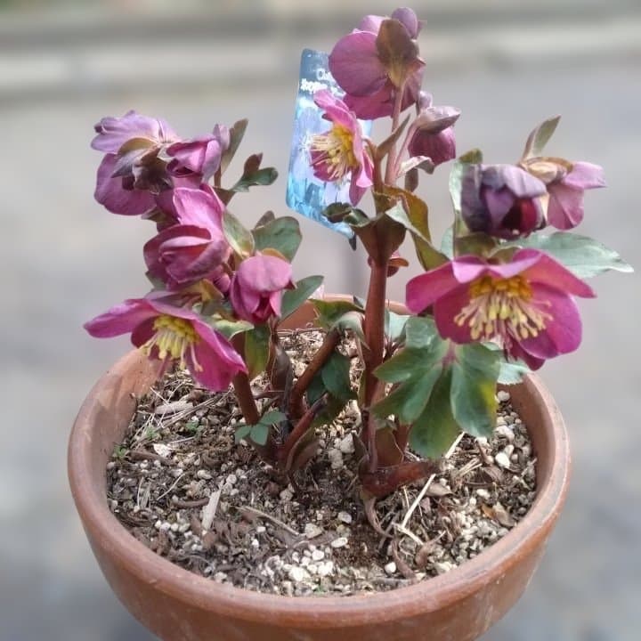 童仙房、氷の薔薇。アーリーレッド。紫色のヘレボルス 中型テラコッタ