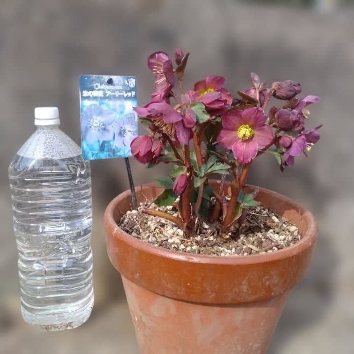 童仙房、氷の薔薇。アーリーレッド。紫色のヘレボルス 中型テラコッタ