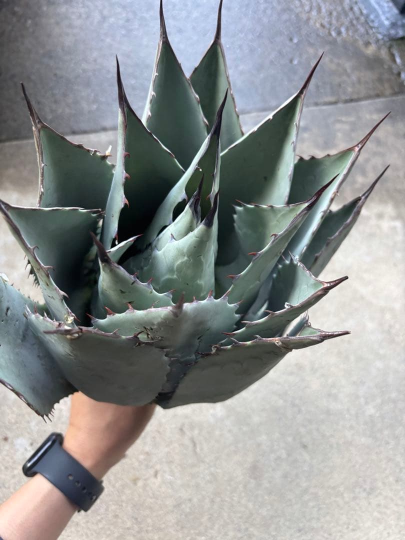 アガベパリーハイブリッド検索ライムストリークリップルエフェクトオリザバ