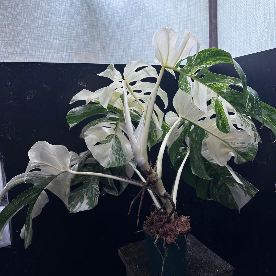 斑入りモンステラ ホワイトタイガー極美大株74cm白斑多 - メルカリ