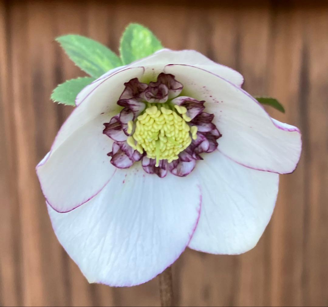 クリスマスローズ 開花株 ホワイト sd ピコ フラッシュ ポットのまま