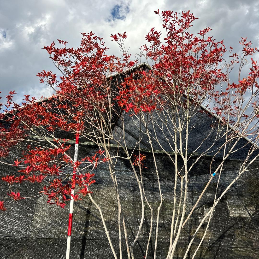 《お引き取り/本州配送可》特大極上天然木/ドウダンツツジ【現品限り】