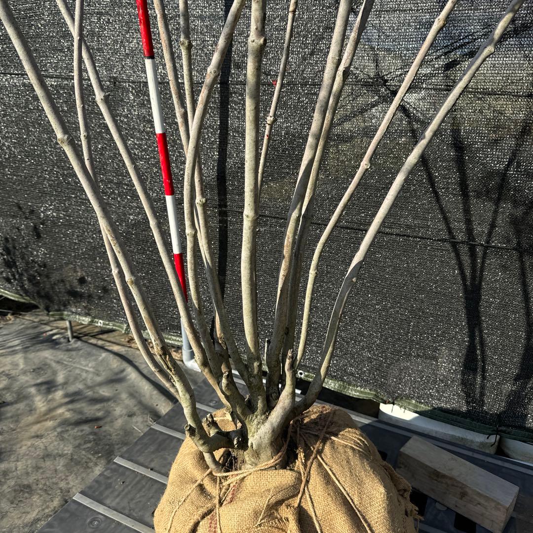 《お引き取り/本州配送可》特大極上天然木/ドウダンツツジ【現品限り】