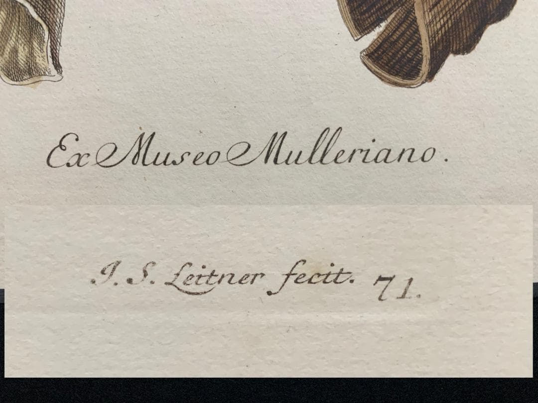 アンティーク ラインベルガー書『動物図解書の額』 中に燃え跡のある