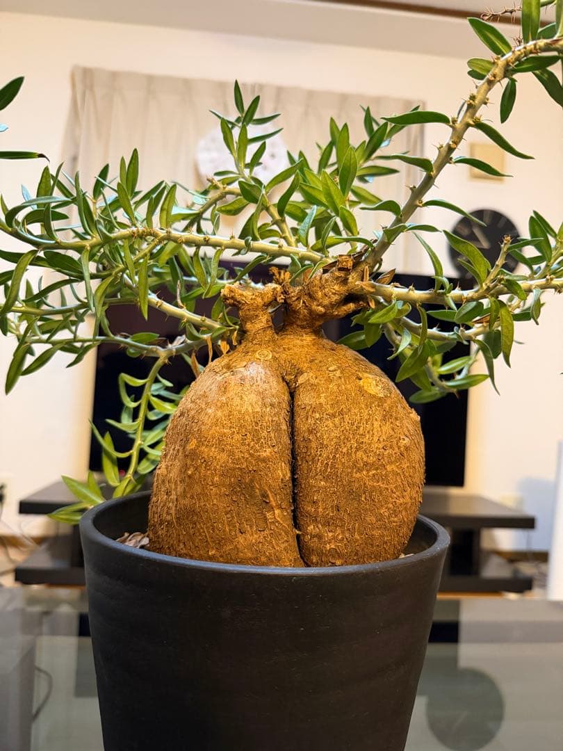 パキポディウムビスピノーサム 現地球 発根済 - メルカリ