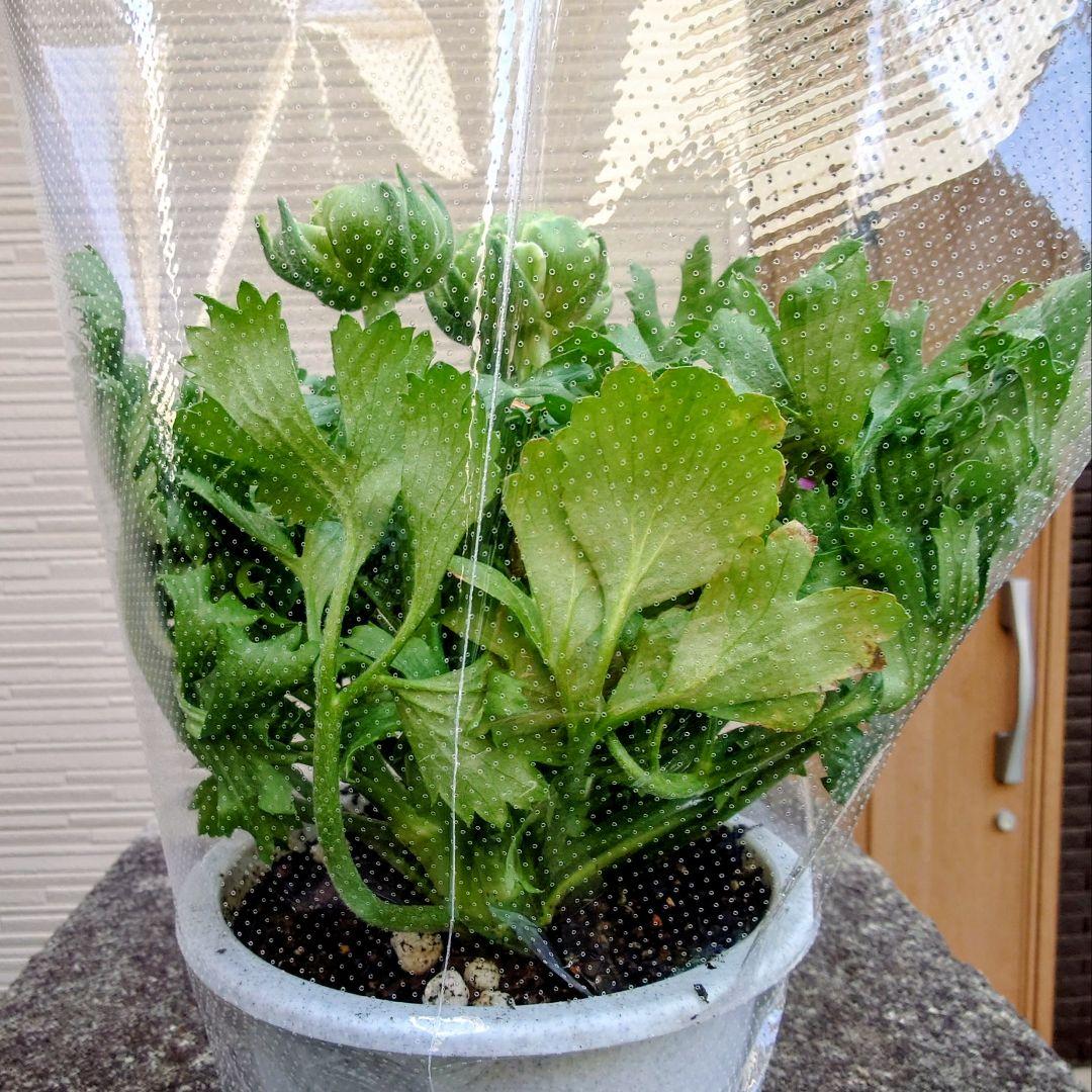 宿根草【タグ付】ラナンキュラスポンポン『マルヴァ』超大輪【5号