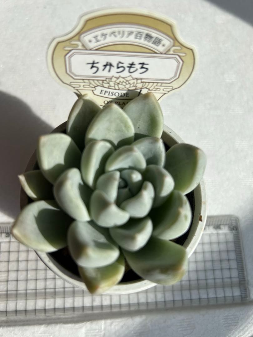 おらいさん苗　ミックスベリア　恋煩い　オーズプランツ　ちからもち