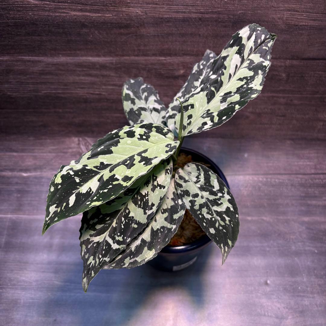 アグラオネマ　ピクタム(MB-2022/AJML/NXG01) 小 観葉植物 おしゃれ 風水 アグラオネマ ピクタム nias産 - 育種堂