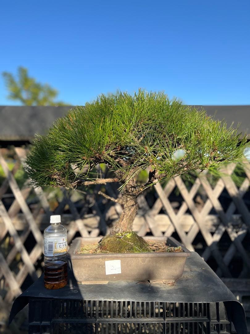 赤松　中品　極上　格安　樹齢約35年 株）一樹園 赤松 中品盆栽／樹齢80年 : 一樹園 - 通販 - Yahoo
