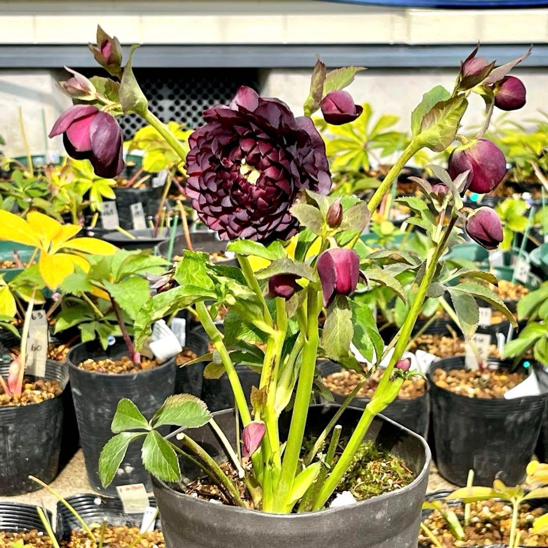 ま*️様 ☘️唯一無二☘️❤️根充実❤️新葉❤️3228⭐️まん丸⭐️大輪⭐️超