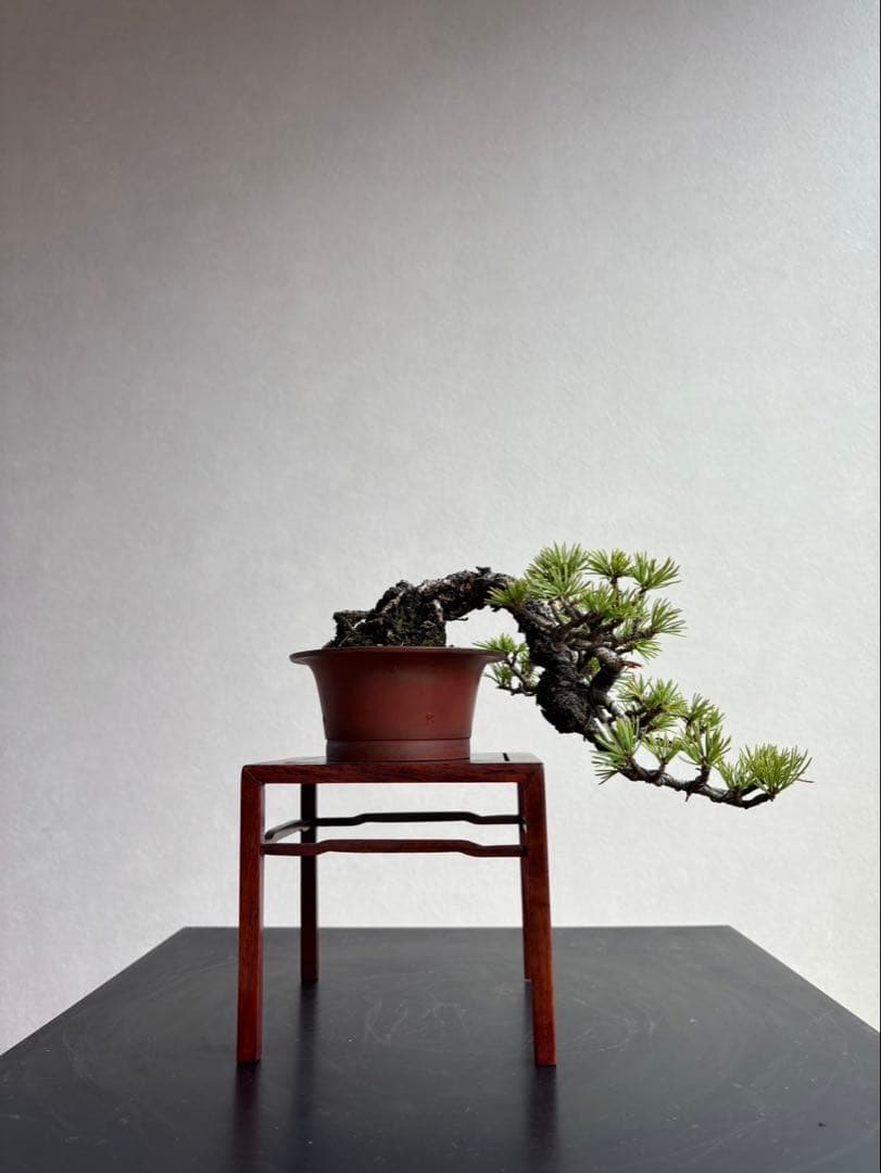 五葉松　盆栽　葉性抜群　小品盆栽　手のひらサイズ 楽天市場】盆栽 五葉松 ゴヨウマツ 真山茜 炭化焼き締め鉢 ミニ盆栽