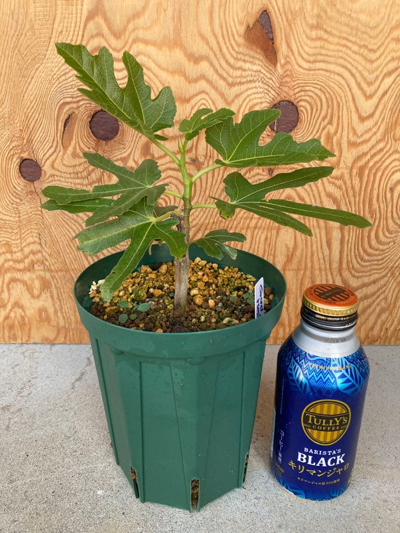 【ふわふわ】 もこもこ ふわとろ 毛布 厚手 極上 掛け毛布 シングル ダブル マーブル