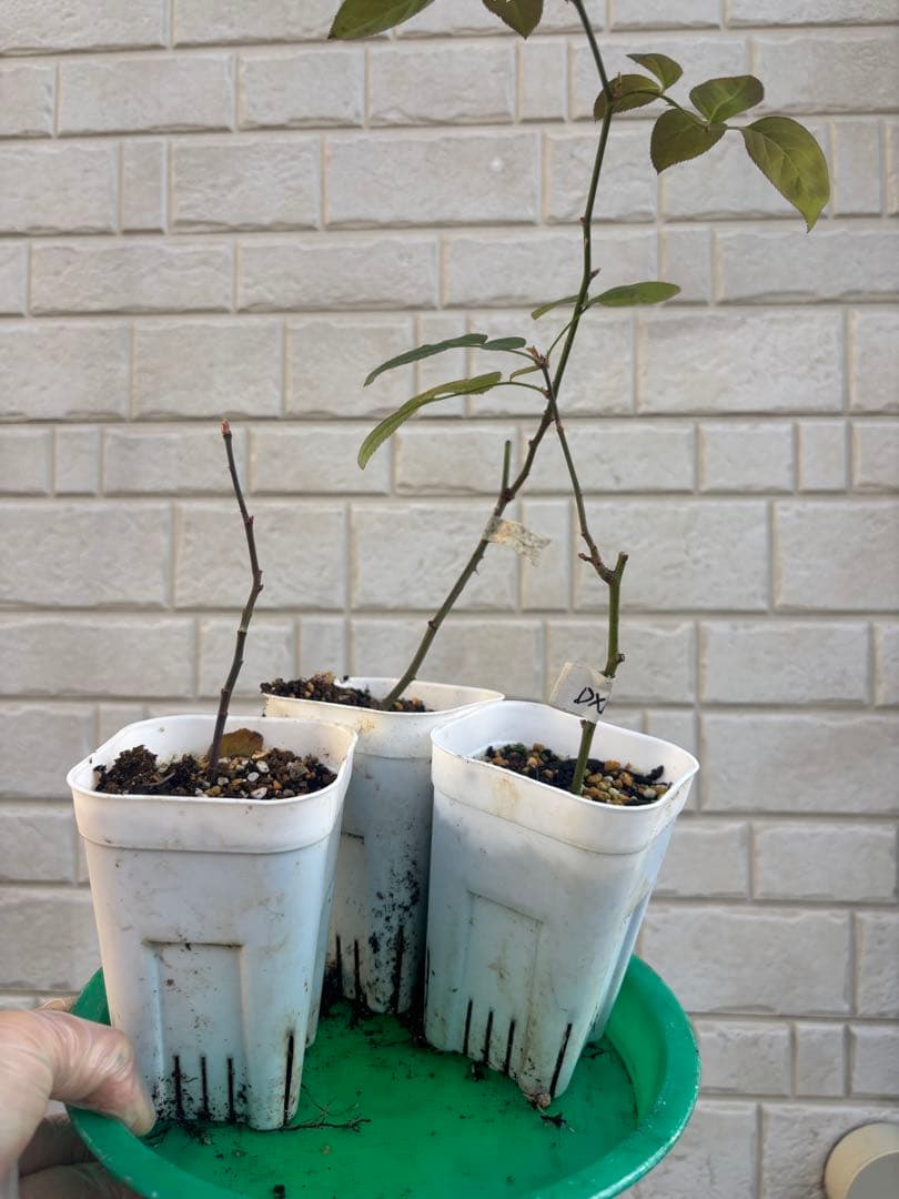 発根済みバラ挿し木苗3株セットDA 期間限定価格 ER廃盤品種1株 - メルカリ